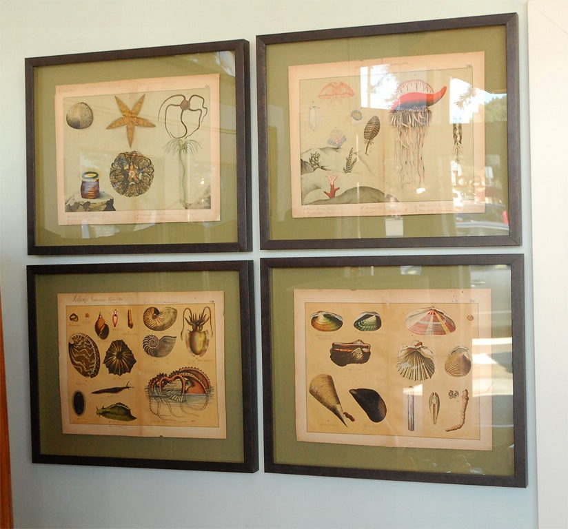 German Encyclopedia circa 1800 framed pages of sea life