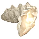 Vintage Giant Clam Shell