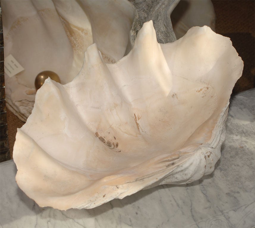 Vintage Giant Clam Shell In Good Condition In San Francisco, CA