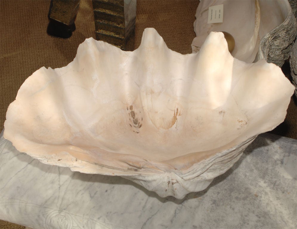 Mid-20th Century Vintage Giant Clam Shell