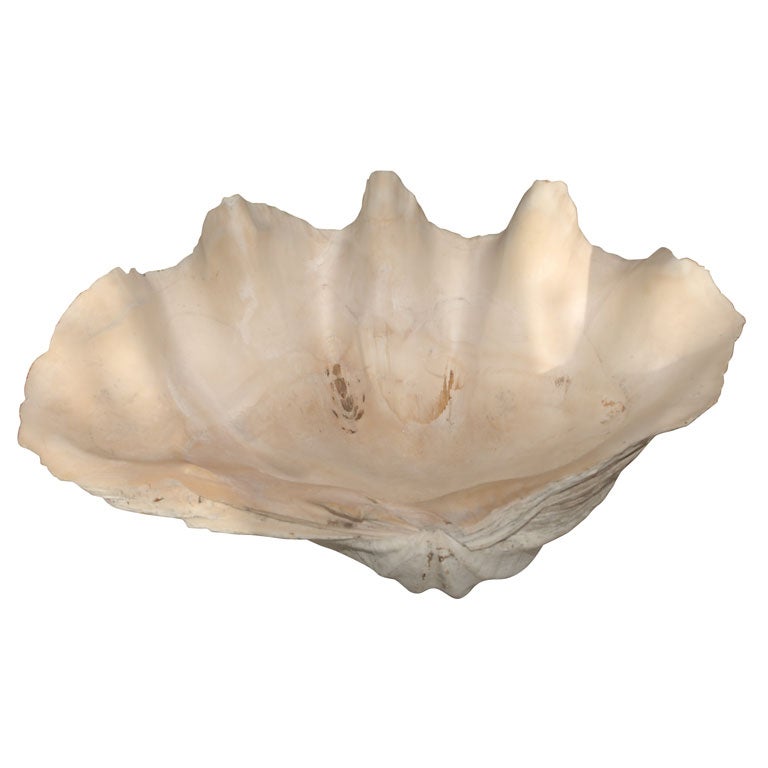 Vintage Giant Clam Shell