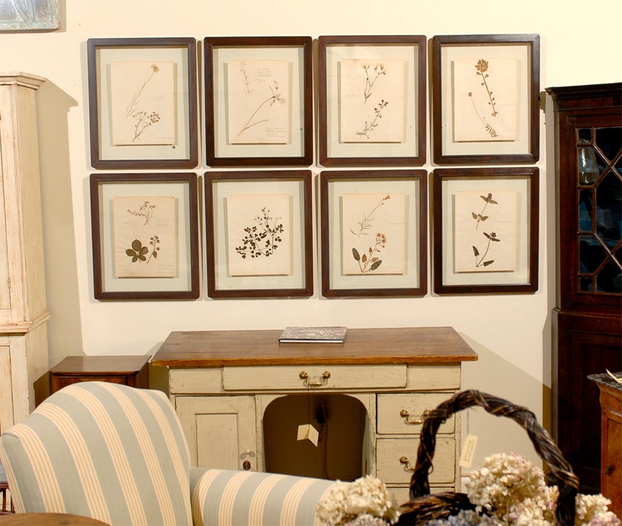 Set of 8 Antique Original Dried Botanicals Framed