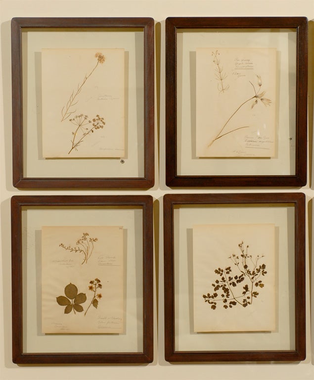 British Set of 8 Antique Original Dried Botanicals Framed