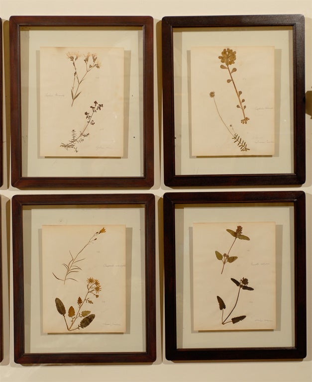 Set of 8 Antique Original Dried Botanicals Framed In Excellent Condition In Atlanta, GA