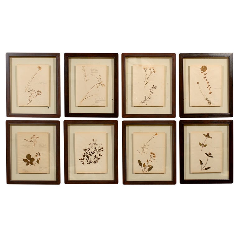 Set of 8 Antique Original Dried Botanicals Framed