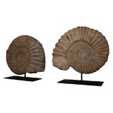 Ammonite Fossils on Stand