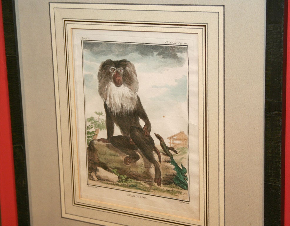 French Pair of 18th Century Naturalist Engravings of Monkeys