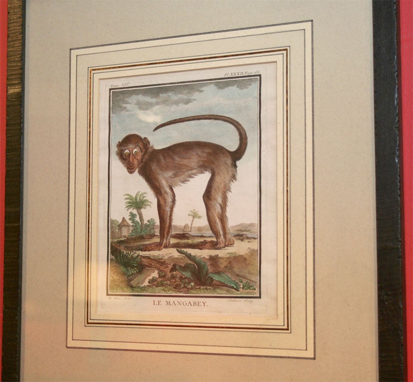 Pair of 18th Century Naturalist Engravings of Monkeys 1