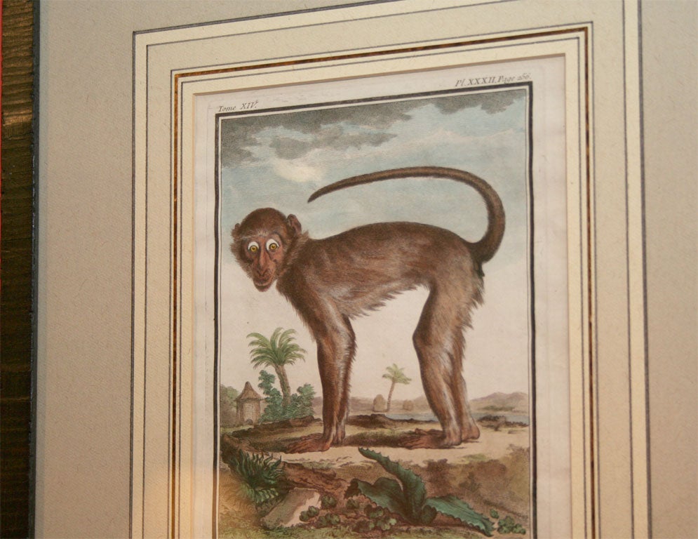Pair of 18th Century Naturalist Engravings of Monkeys 2