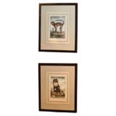 Pair of 18th Century Naturalist Engravings of Monkeys 5