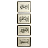 Rumphius Sealife Prints I, II, III, IV