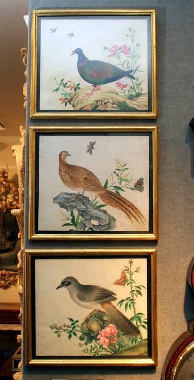 A superb set of Chinese export paintings of birds on pith paper, each perched on a flowering branch with fruit, butterflies and insects, painted with exceptional attention to detail and vivid color.