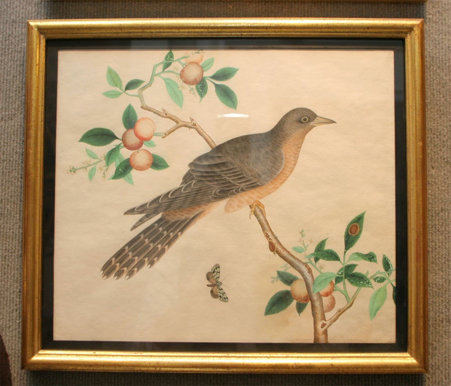 Watercolor Chinese bird paintings