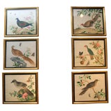 Chinese bird paintings