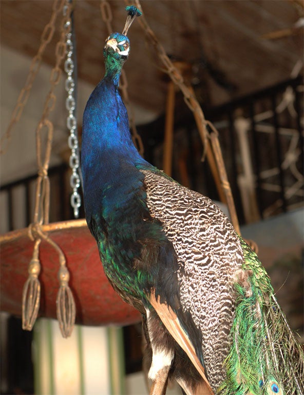 20th Century Majestic Taxidermy Peacock