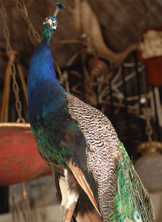 Majestic Taxidermy Peacock 1
