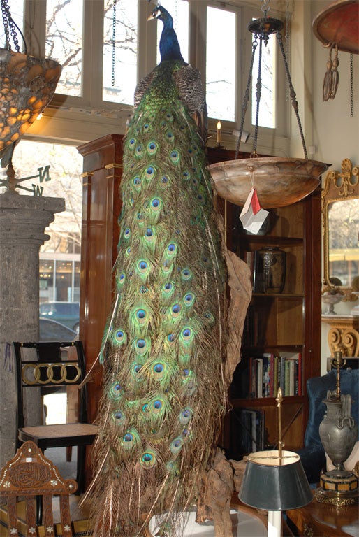 Majestic Taxidermy Peacock 2