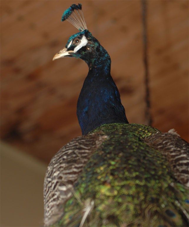 Majestic Taxidermy Peacock 4
