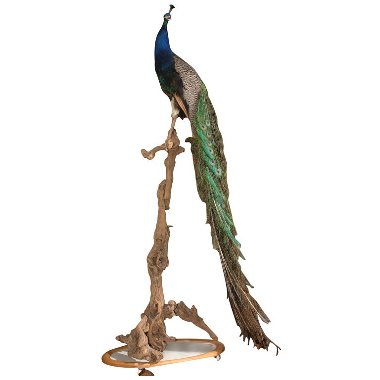 Majestic Taxidermy Peacock