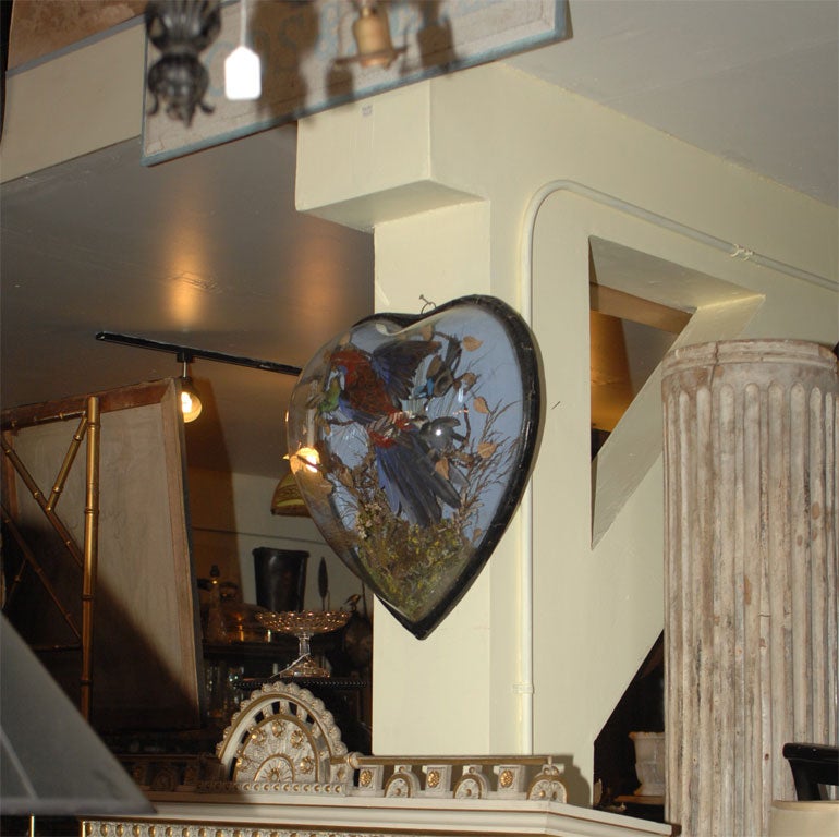 Highly unusual heart-shaped glass dome diorama containing one parrot and four hummingbirds.