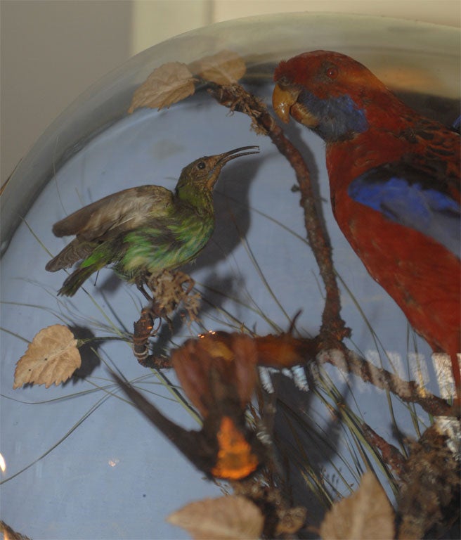 Antique Taxidermy Tropical Bird Diorama 1