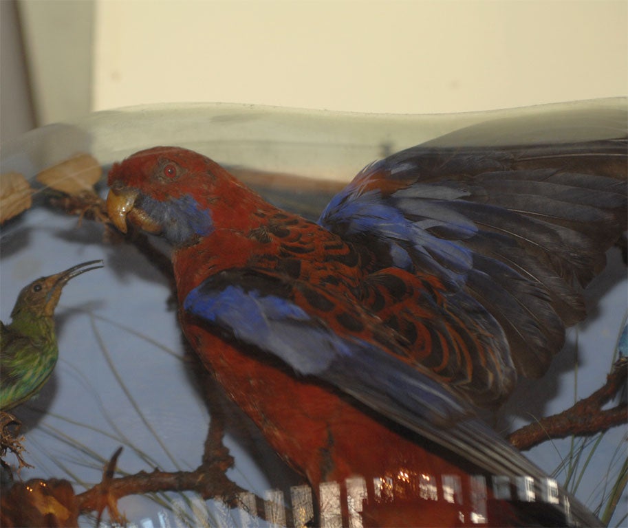 Antique Taxidermy Tropical Bird Diorama 2