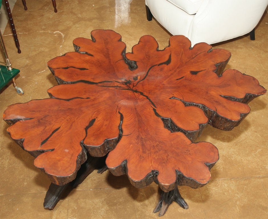 Mid-20th Century Cross -Sectioned Tree Trunk Coffee Table