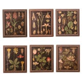 Vintage Six 20th Century Botanical Paper Panels in Cardboard Frames