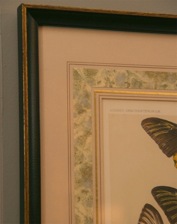 A print of butterflies framed.