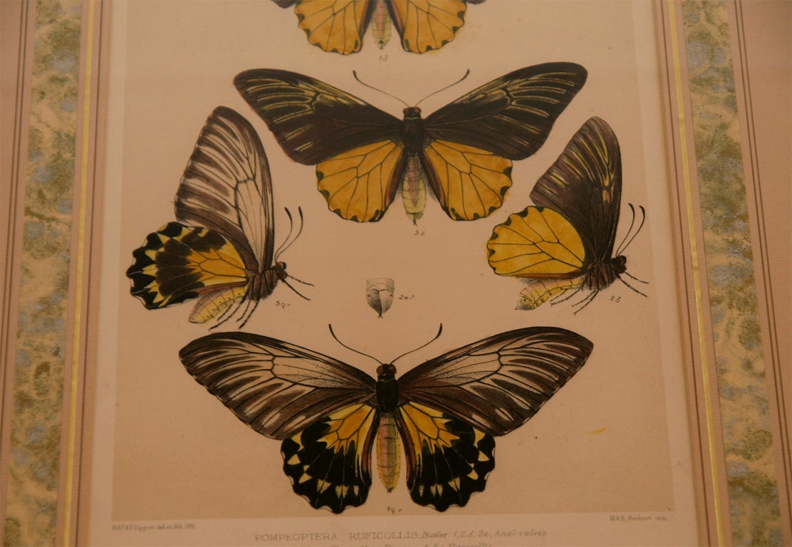Print of Butterflies Framed In Excellent Condition In New York, NY