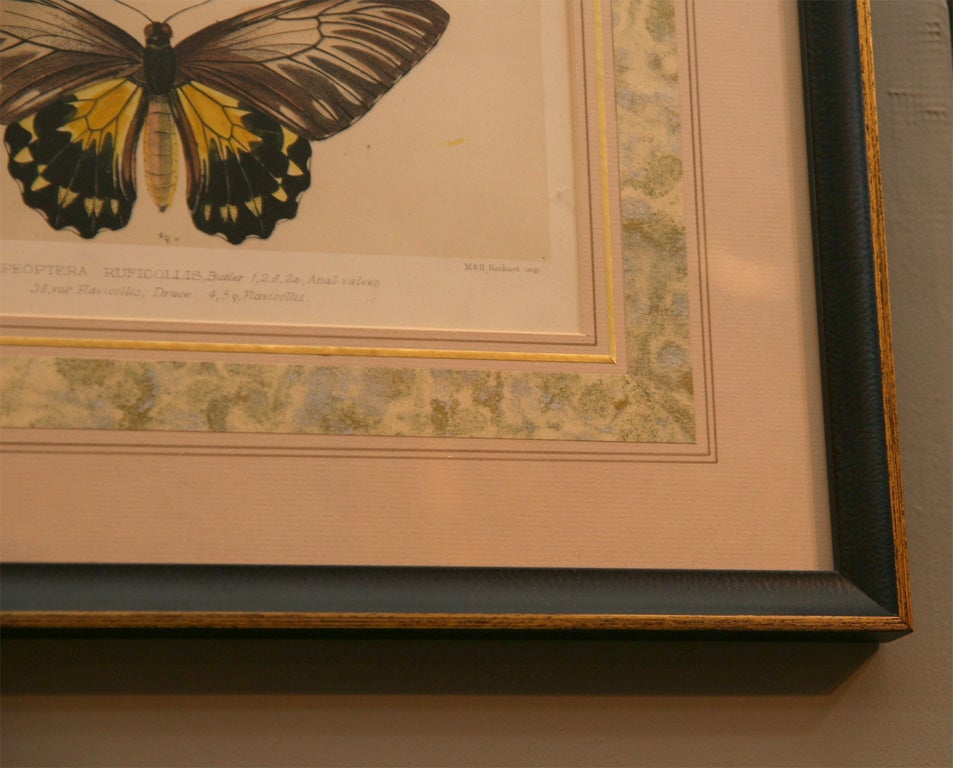 19th Century Print of Butterflies Framed