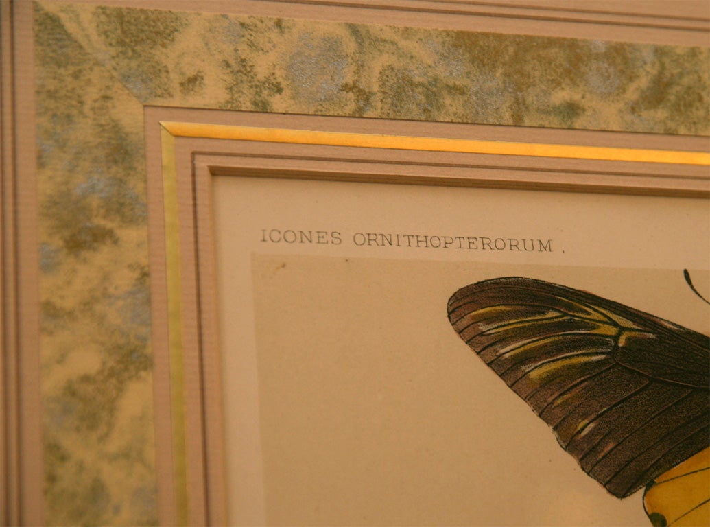 Print of Butterflies Framed 1