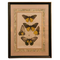 Print of Butterflies Framed 7