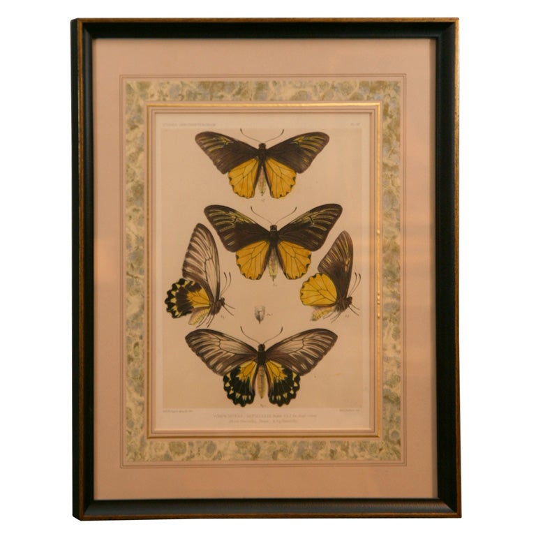 Print of Butterflies Framed