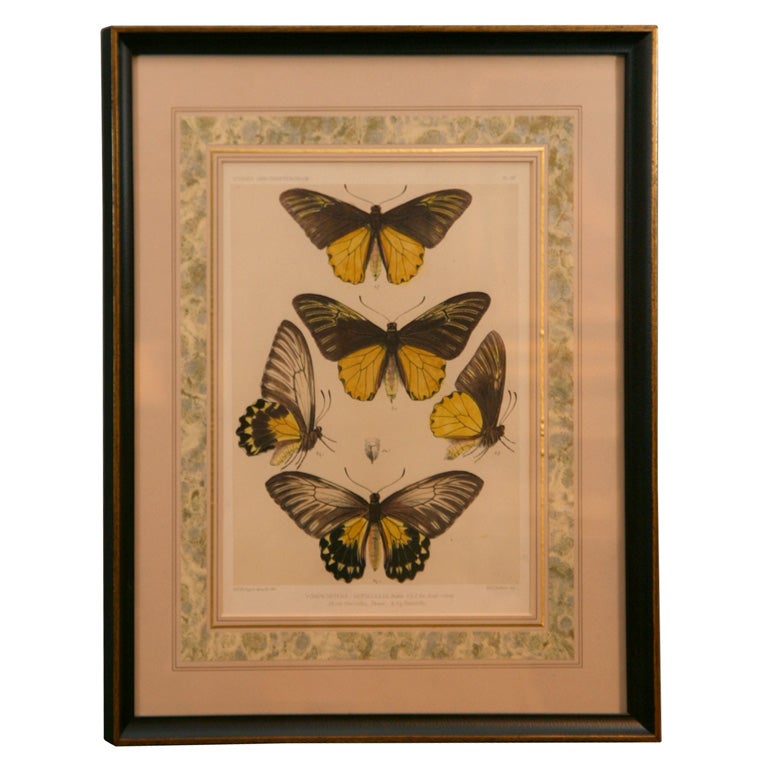 Print of Butterflies Framed at 1stDibs