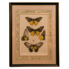 Print of Butterflies Framed