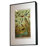 Audubon Bird Print in Large Black Painted Frame