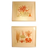 Pair of Framed Prints of Coral