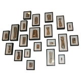 Antique Collection of Victorian Medical Splints in Wood Painted Frames