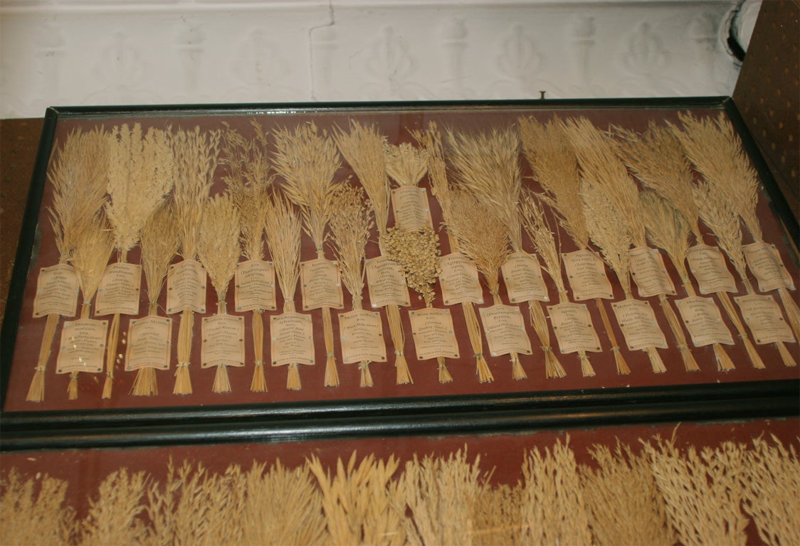 IMMAGINI DI ERBA INCORNICIATE