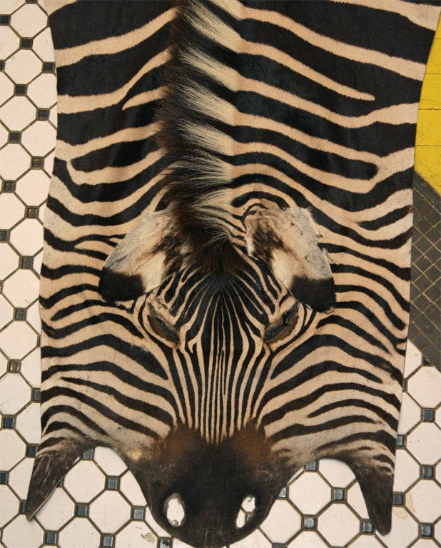 Tanzanian Trophy Grade Zebra Hide For Sale