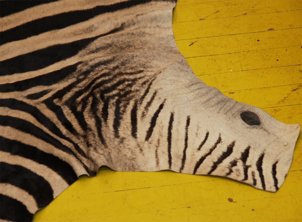 Trophy Grade Zebra Hide In Good Condition For Sale In New York, NY