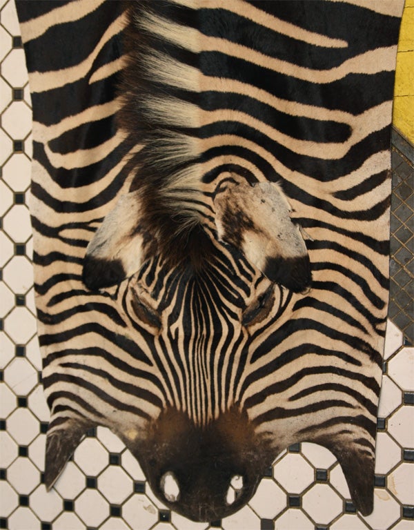 20th Century Trophy Grade Zebra Hide For Sale