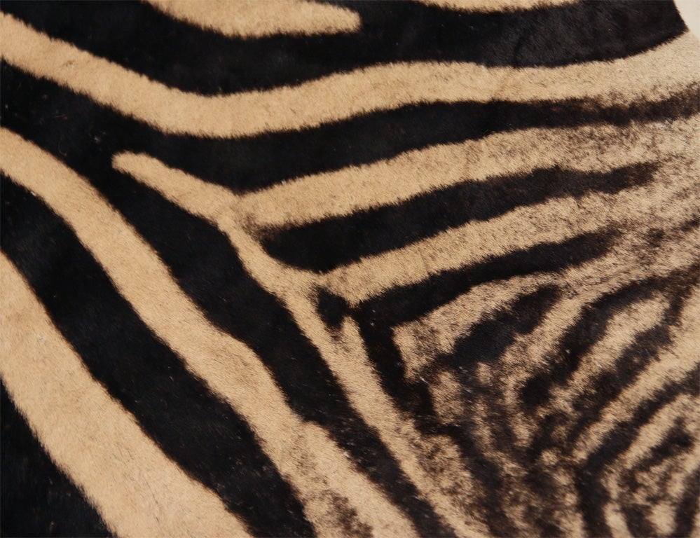 Trophy Grade Zebra Hide For Sale 4