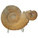 An Overscaled Double Ammonite