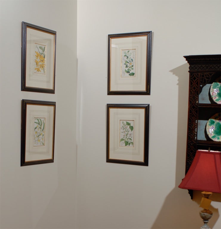 This is a set of 4 French Botanicals Lithographs.  They are hand colored at the time of printing.  The botanicals are marked 'W.Fitch del et Lith.' and 'Vincent Brooks Day and son Imp'.  The botanicals are framed in hand painted black frames with