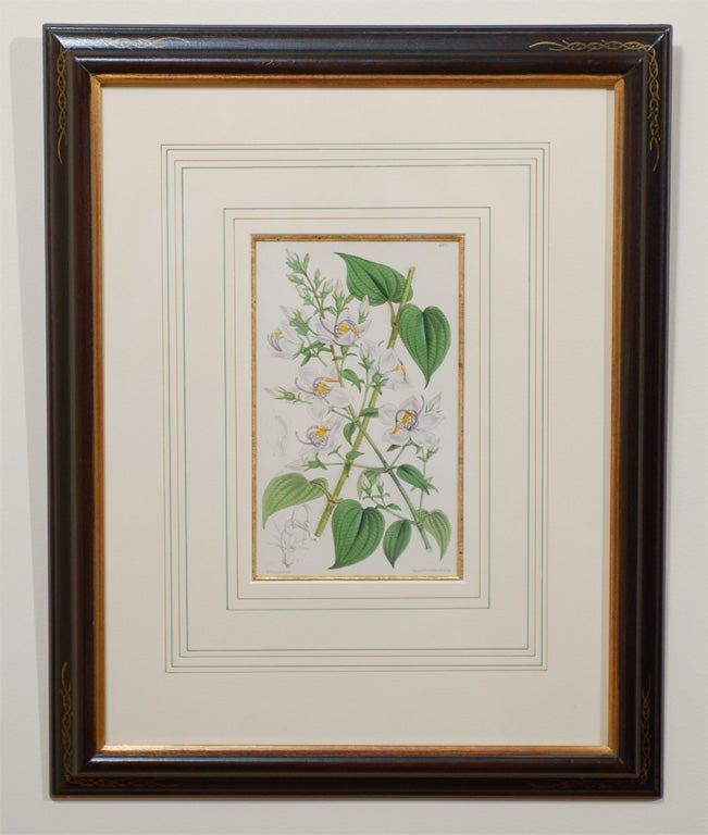 Set of 4 19th Century French Botanicals In Excellent Condition In Atlanta, GA