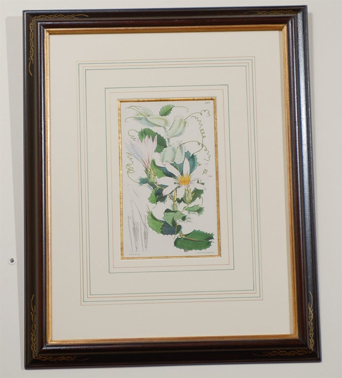 Set of 4 19th Century French Botanicals 2