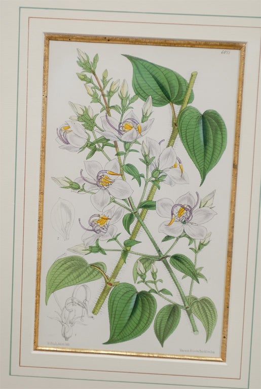 20th Century Set of 4 19th Century French Botanicals
