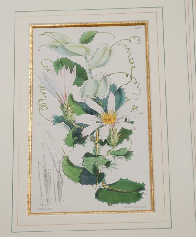 Set of 4 19th Century French Botanicals 1
